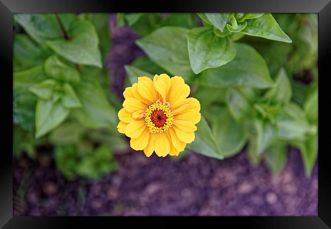 yellow gerbera like garden flower Framed Print by Adrian Bud