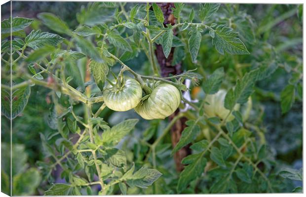 Green tomato growing Canvas Print by Adrian Bud