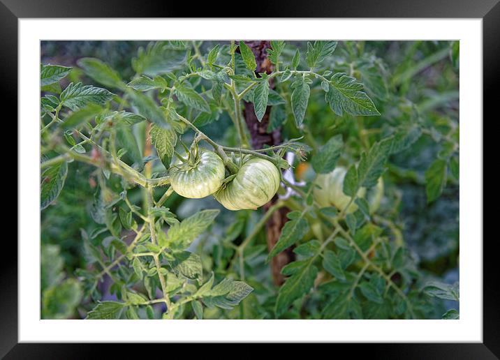 Green tomato growing Framed Mounted Print by Adrian Bud