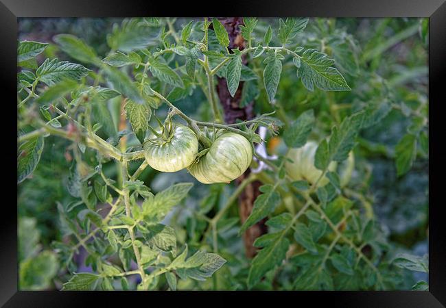 Green tomato growing Framed Print by Adrian Bud
