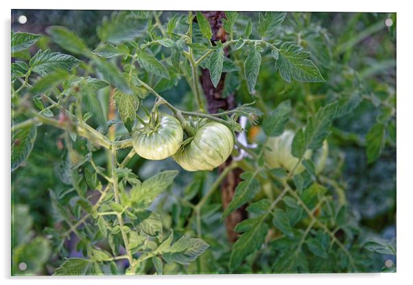 Green tomato growing Acrylic by Adrian Bud