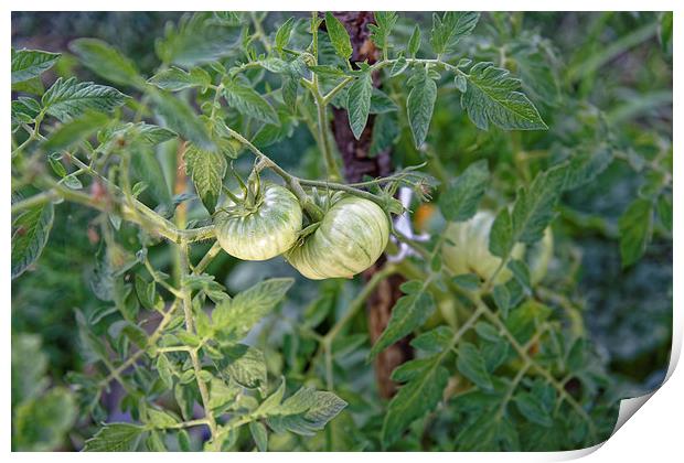 Green tomato growing Print by Adrian Bud