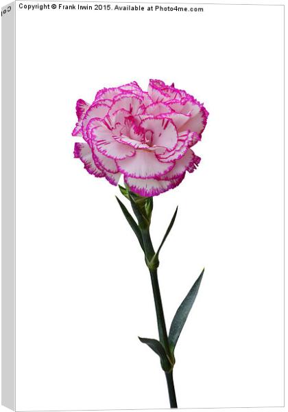  A single multicoloured carnation Canvas Print by Frank Irwin