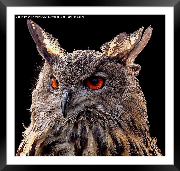 EURASIAN EAGLE OWL  Framed Mounted Print by len milner