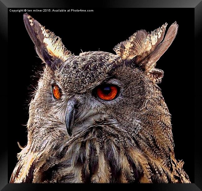 EURASIAN EAGLE OWL  Framed Print by len milner