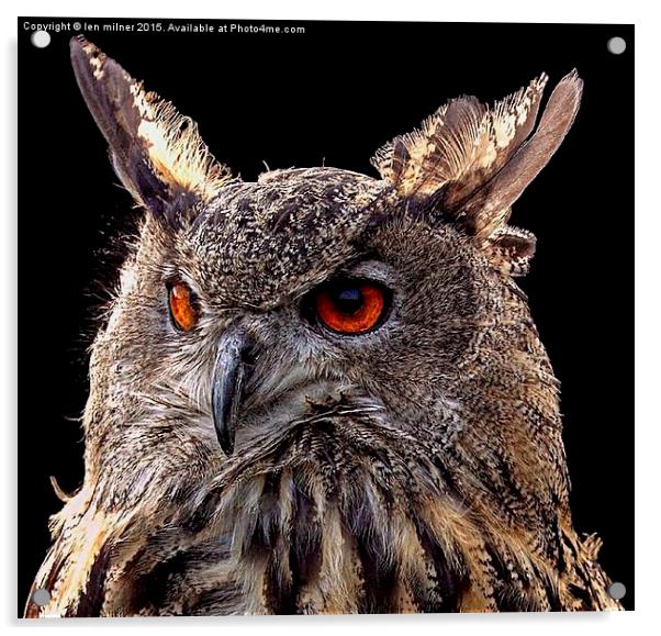 EURASIAN EAGLE OWL  Acrylic by len milner