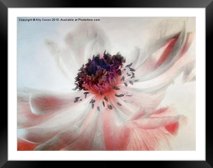 Anemone Framed Mounted Print by Ally Coxon