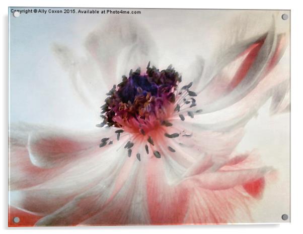 Anemone Acrylic by Ally Coxon