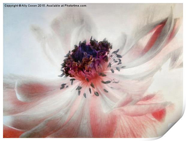 Anemone Print by Ally Coxon