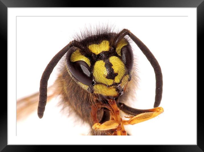  Wasp posing by JCstudios Framed Mounted Print by JC studios LRPS ARPS
