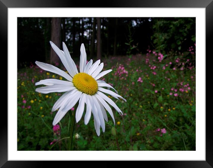  Daisy and Wild Flowers. Framed Mounted Print by Simon Hall
