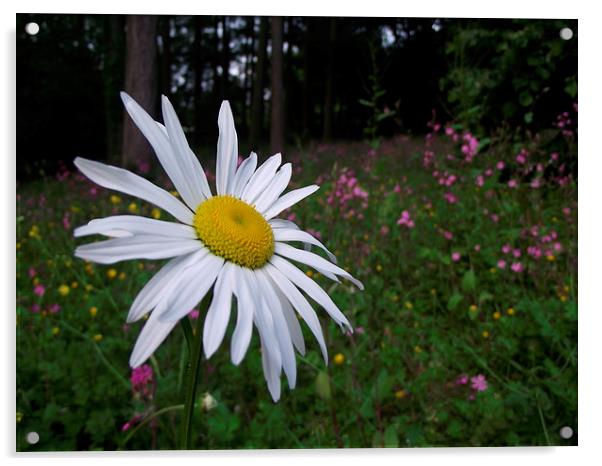  Daisy and Wild Flowers. Acrylic by Simon Hall