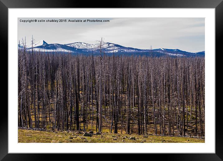  Yellowstone Park, USA - White-Bark Pine Framed Mounted Print by colin chalkley