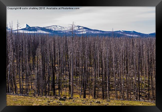  Yellowstone Park, USA - White-Bark Pine Framed Print by colin chalkley