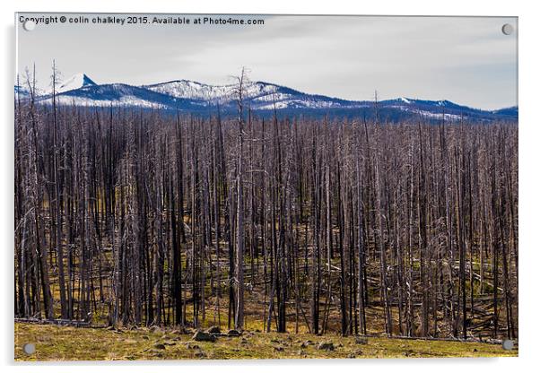  Yellowstone Park, USA - White-Bark Pine Acrylic by colin chalkley