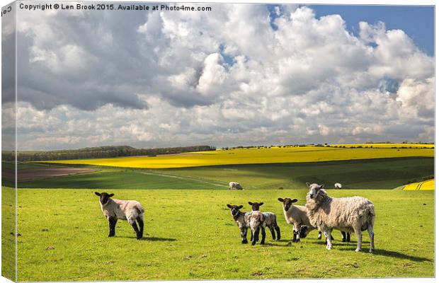 Sheep on the South Downs Canvas Print by Len Brook