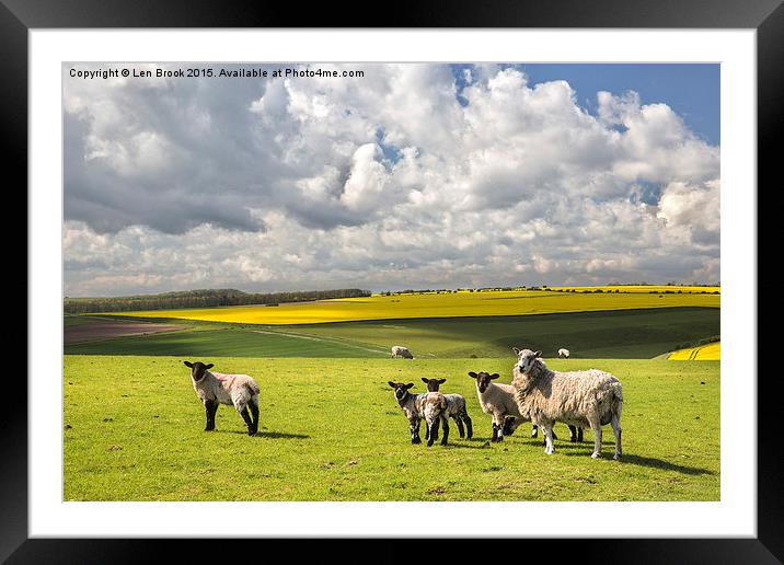 Sheep on the South Downs Framed Mounted Print by Len Brook