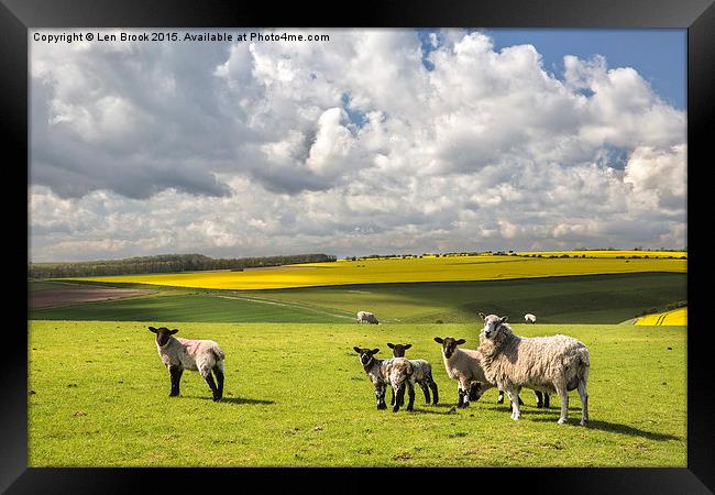 Sheep on the South Downs Framed Print by Len Brook