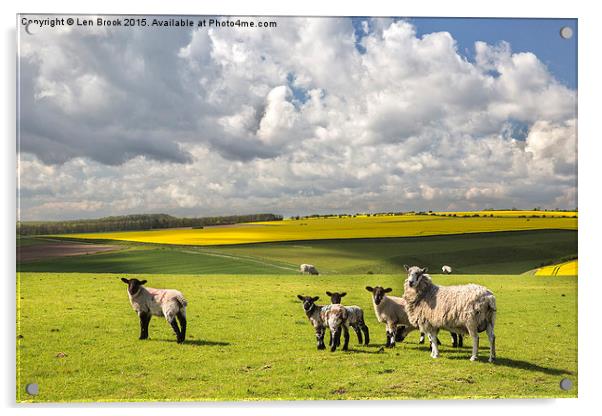 Sheep on the South Downs Acrylic by Len Brook