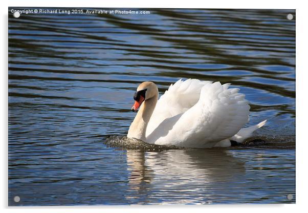 Adult swan making waves Acrylic by Richard Long