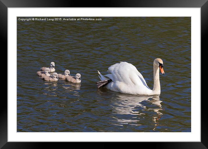  Adult swan with five signets Framed Mounted Print by Richard Long