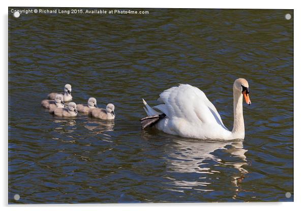  Adult swan with five signets Acrylic by Richard Long