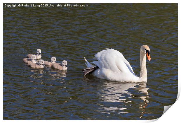  Adult swan with five signets Print by Richard Long