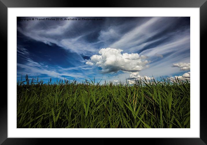  Reed beds at Brancaster Framed Mounted Print by Thanet Photos