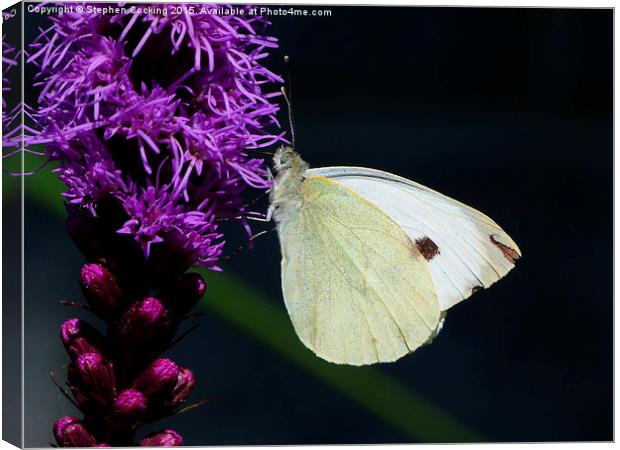 White Butterfly on a Liatris Canvas Print by Stephen Cocking