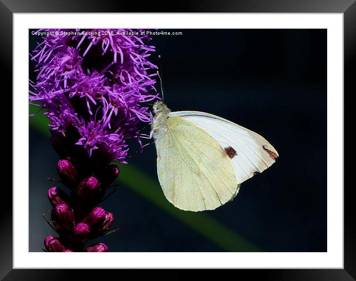 White Butterfly on a Liatris Framed Mounted Print by Stephen Cocking