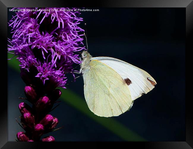 White Butterfly on a Liatris Framed Print by Stephen Cocking