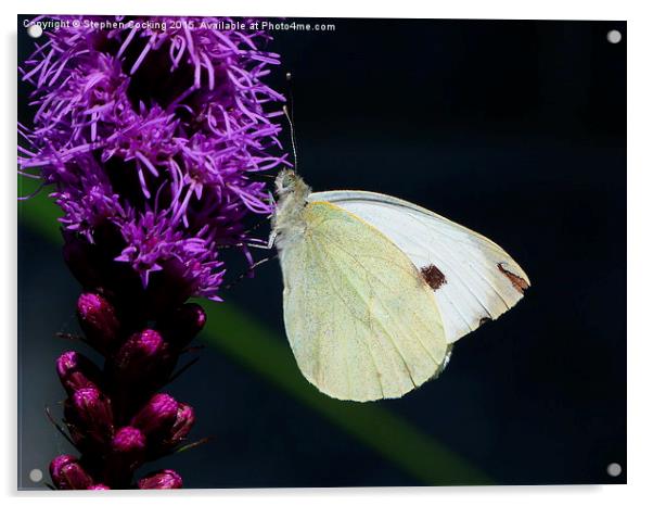 White Butterfly on a Liatris Acrylic by Stephen Cocking