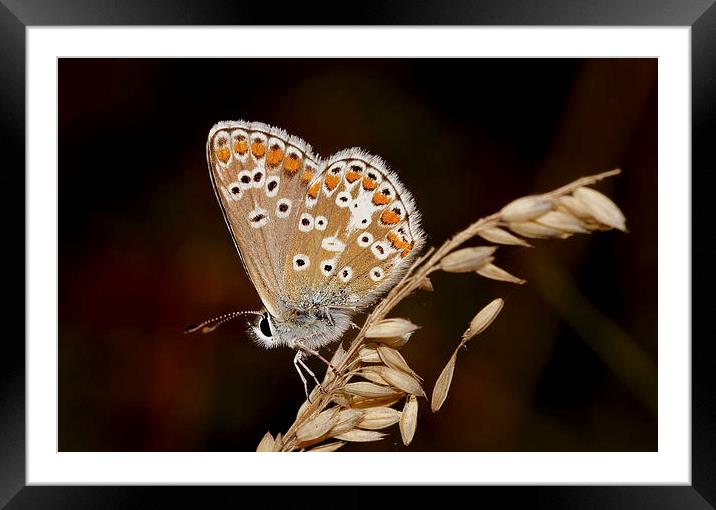  Summer Blue's by JCstudios Framed Mounted Print by JC studios LRPS ARPS