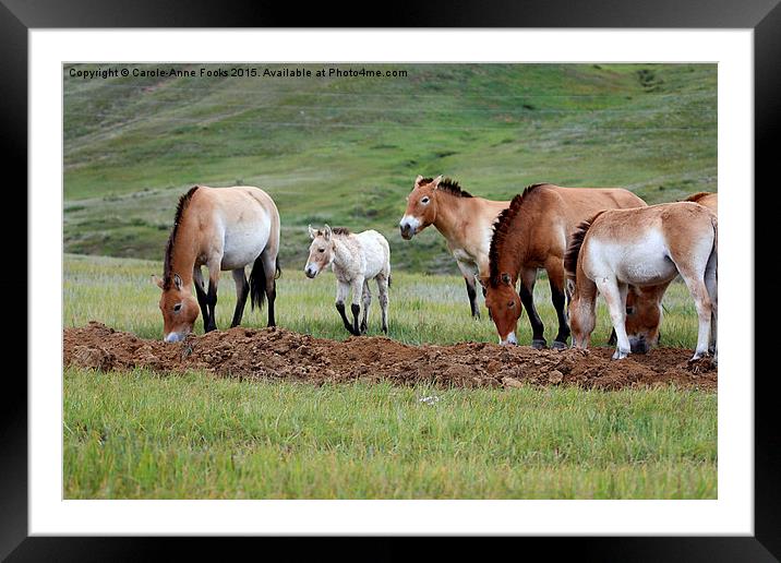    Przewalski's Horses, Mongolia Framed Mounted Print by Carole-Anne Fooks