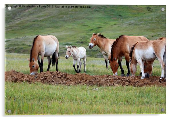    Przewalski's Horses, Mongolia Acrylic by Carole-Anne Fooks