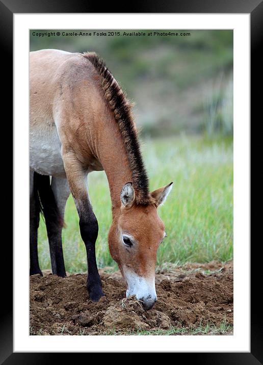    Przewalski's Horse, Mongolia Framed Mounted Print by Carole-Anne Fooks