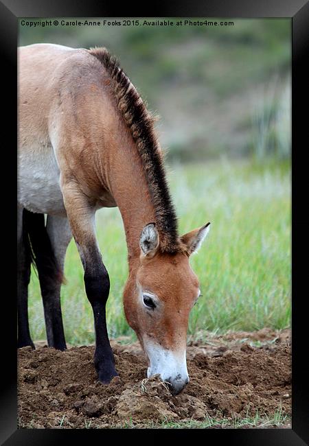    Przewalski's Horse, Mongolia Framed Print by Carole-Anne Fooks