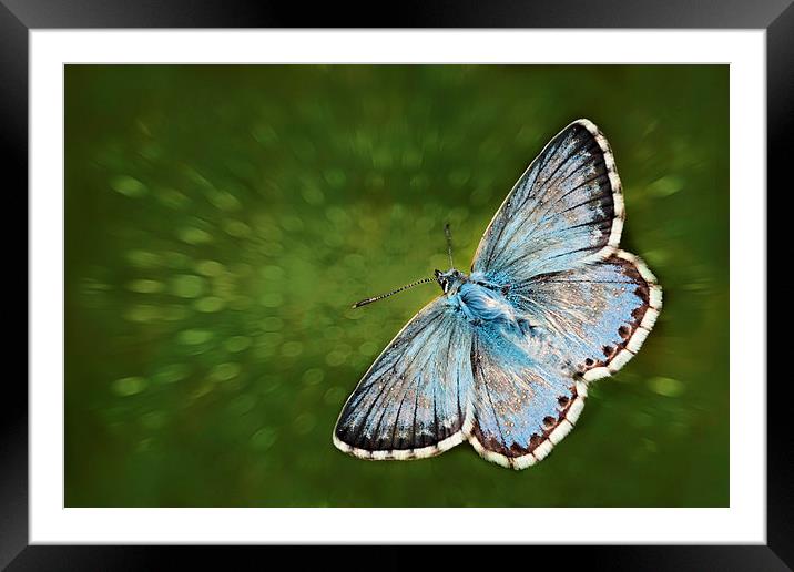 Fly Past by JCstudios Framed Mounted Print by JC studios LRPS ARPS