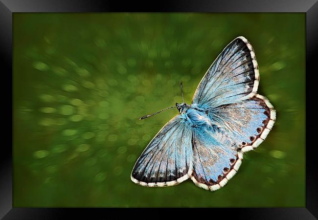 Fly Past by JCstudios Framed Print by JC studios LRPS ARPS
