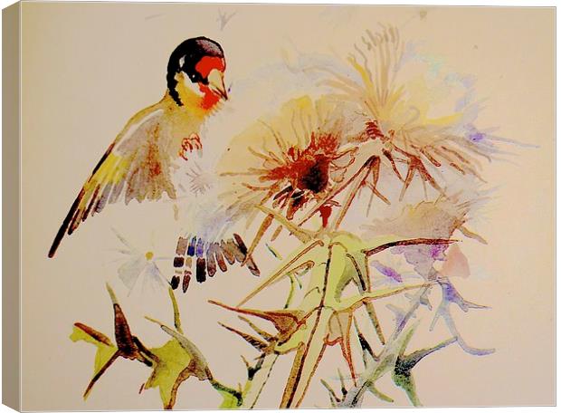  Goldfinch feeding on Thistle seeds Canvas Print by Sue Bottomley