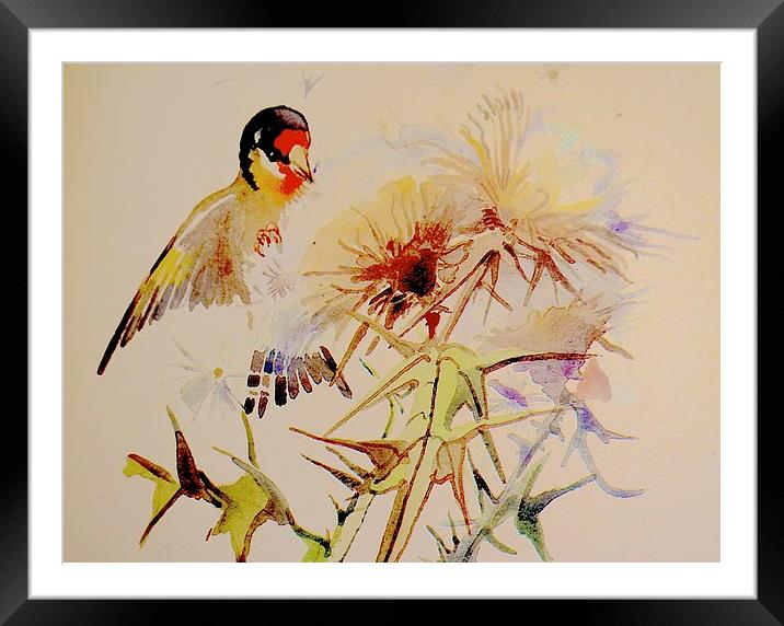  Goldfinch feeding on Thistle seeds Framed Mounted Print by Sue Bottomley