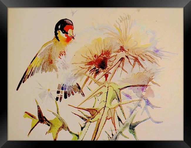  Goldfinch feeding on Thistle seeds Framed Print by Sue Bottomley