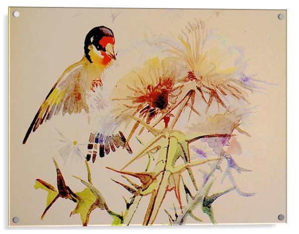  Goldfinch feeding on Thistle seeds Acrylic by Sue Bottomley