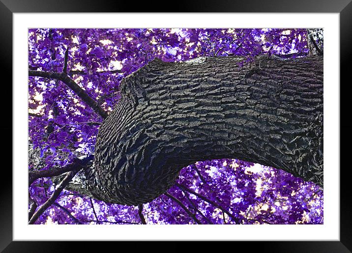  The Purple Tree Framed Mounted Print by Andrew Rulton