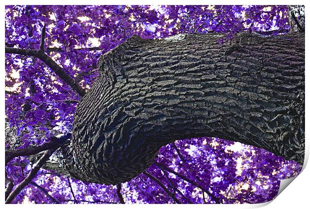  The Purple Tree Print by Andrew Rulton