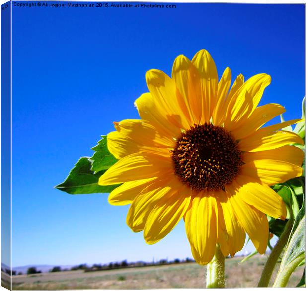  Sunflower in blue sky, Canvas Print by Ali asghar Mazinanian