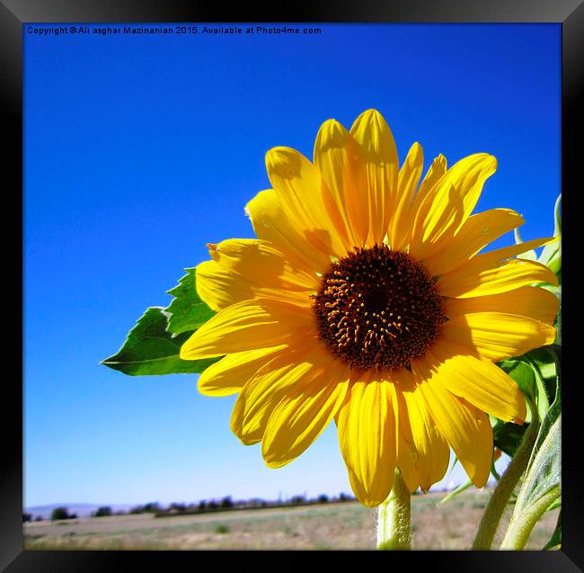  Sunflower in blue sky, Framed Print by Ali asghar Mazinanian