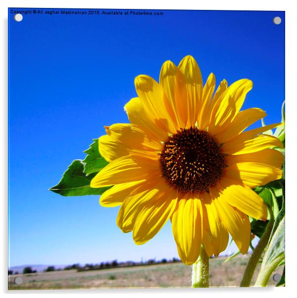  Sunflower in blue sky, Acrylic by Ali asghar Mazinanian