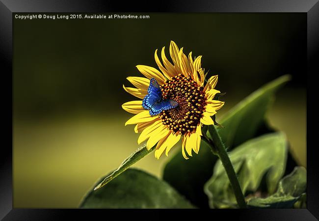 Butterflys-N-Flowers Framed Print by Doug Long