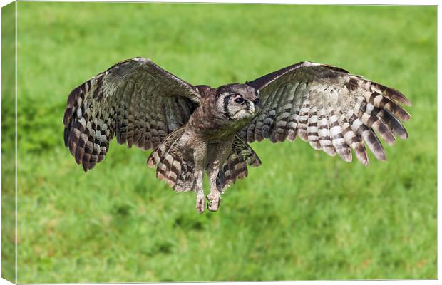  Magnificent Verreaux's Eagle Owl in flight Canvas Print by Ian Duffield
